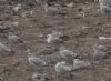 Caspian Gull at Canvey Wick (Steve Arlow) (82001 bytes)